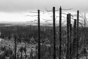 Dead trees Mountain spruce forest deaths in the Harz Mountains