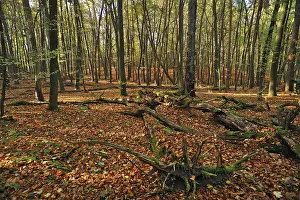 Dead trees in a natural beech forest (Fagus)
