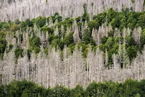Dead trees in a pine forest due to global warming