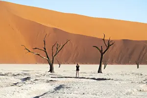 Dead trees in front of red sand dunes