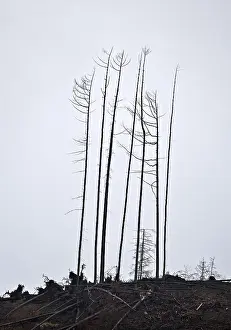 Dead trees on the slope, forest dieback