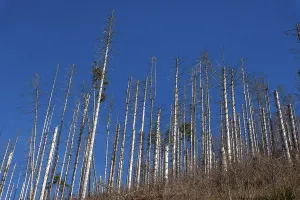 Dead trees, spruces, on the Huthberg in the Harz Mountains