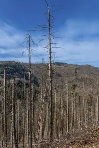 Dead trees, spruces, on the Huthberg in the Harz Mountains