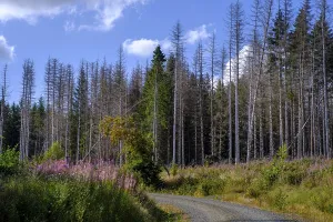 Dead trees, spruces, near Braunlage