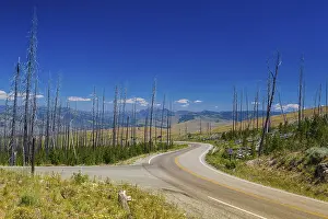 Dead trees standing in Yellowstone - fire ravaged forest in 1988