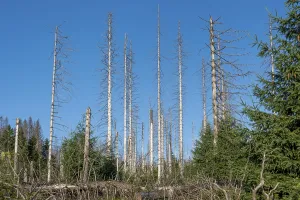 Dead trees, young forest, Harz National Park