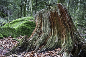 Dead and weathered tree stump, Gertelbach Gorge