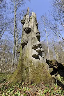 Dead wood, beech (Fagus sylvatica)