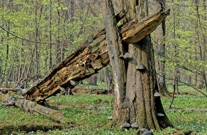 Dead wood, European or Common Beech (Fagus sylvatica)