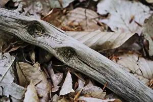 Dead wood on forest floor, Urwald Baumweg nature reserve