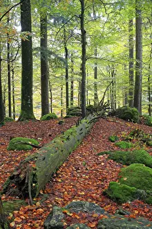 Dead wood in the forest as an important habitat for many species