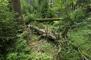 Dead wood in primeval spruce forest