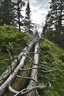 Deadwood in the coniferous forest