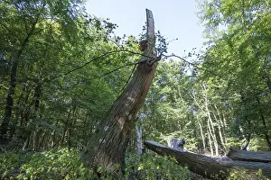 Deadwood in the DarB primeval forest
