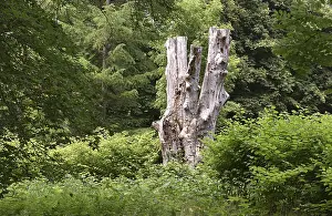 Deadwood, dead tree, tree death in Putbus Castle Park
