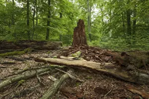 Deadwood of a decayed copper beech (Fagus sylvatica) in a semi-natural deciduous forest