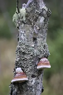 Deadwood (Fomitopsis pinicola)