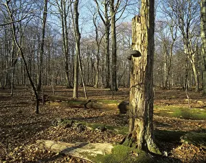 Deadwood, on ground and standing upright