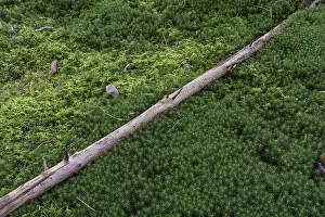 Deadwood lying on moss in the forest