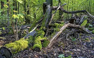 Deadwood in mixed forest, weathered tree trunks