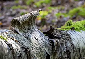 Deadwood in mixed forest, weathered tree trunks
