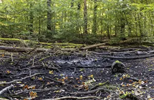 Deadwood in mixed forest, weathered tree trunks