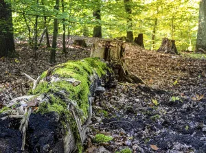 Deadwood in mixed forest, weathered tree trunks