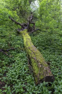 Deadwood overgrown with moss in the forest at Schaumberg