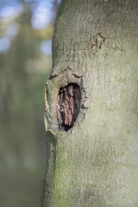 Deadwood structure Cave in deciduous forest