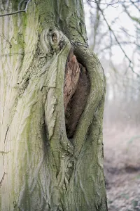 Deadwood structure Cave in deciduous forest