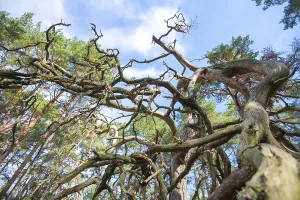 Deadwood structure in the DarB National Park