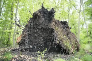 Deadwood structure in deciduous forest