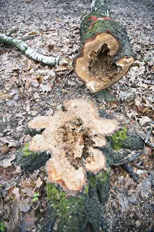 Deadwood structure hollow tree in deciduous forest