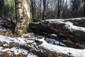 Deadwood in winter beech forest (Fagus sylvatica)