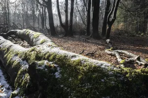 Deadwood in winter beech forest (Fagus sylvatica)