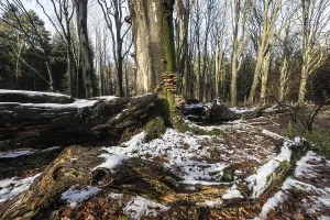 Deadwood in winter beech forest (Fagus sylvatica)