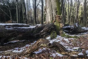 Deadwood in winter beech forest (Fagus sylvatica)