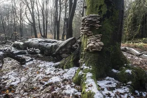 Deadwood in winter beech forest (Fagus sylvatica)