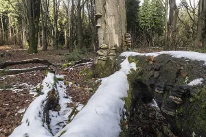 Deadwood in winter beech forest (Fagus sylvatica)