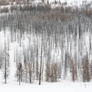 Deadwood... Yellowstone National Park