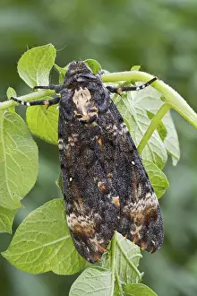 Death's-head Hawk moth (Acherontia atropos) on potato plant