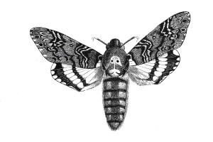 Death's head hawkmoth (Acherontia atropos)