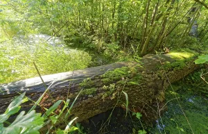 A decayed tree trunk overgrown with moss above a ditch in the Brenner Moor