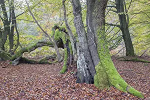 Decaying Beech (Fagus sylvatica) in autumn forest