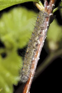 December moth (Poecilocampa populi)