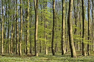 Deciduous forest