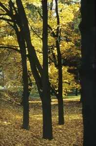 Deciduous forest