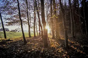 Deciduous forest, Allgau, Bavaria