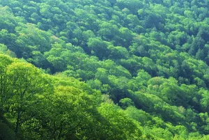 Deciduous forest, Appalachia, North Carolina, USA