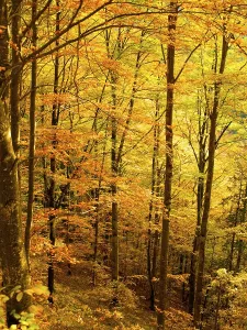 Deciduous forest in autumn